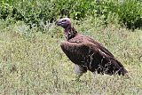 Lappet-faced Vulture